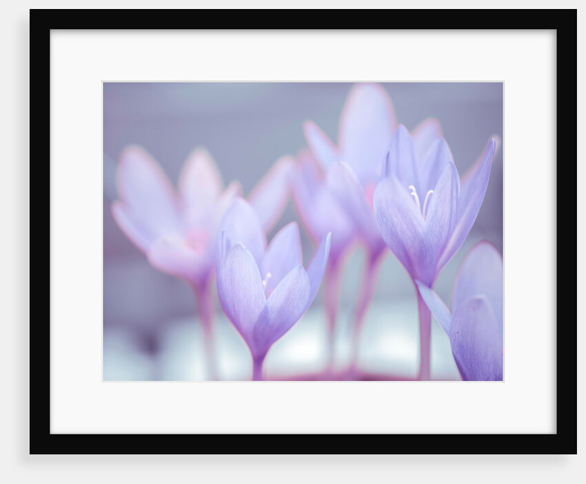 Crocus flowers by Assaf Frank